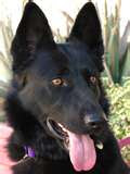 Onyx - AKC Registered Male Available for STUD