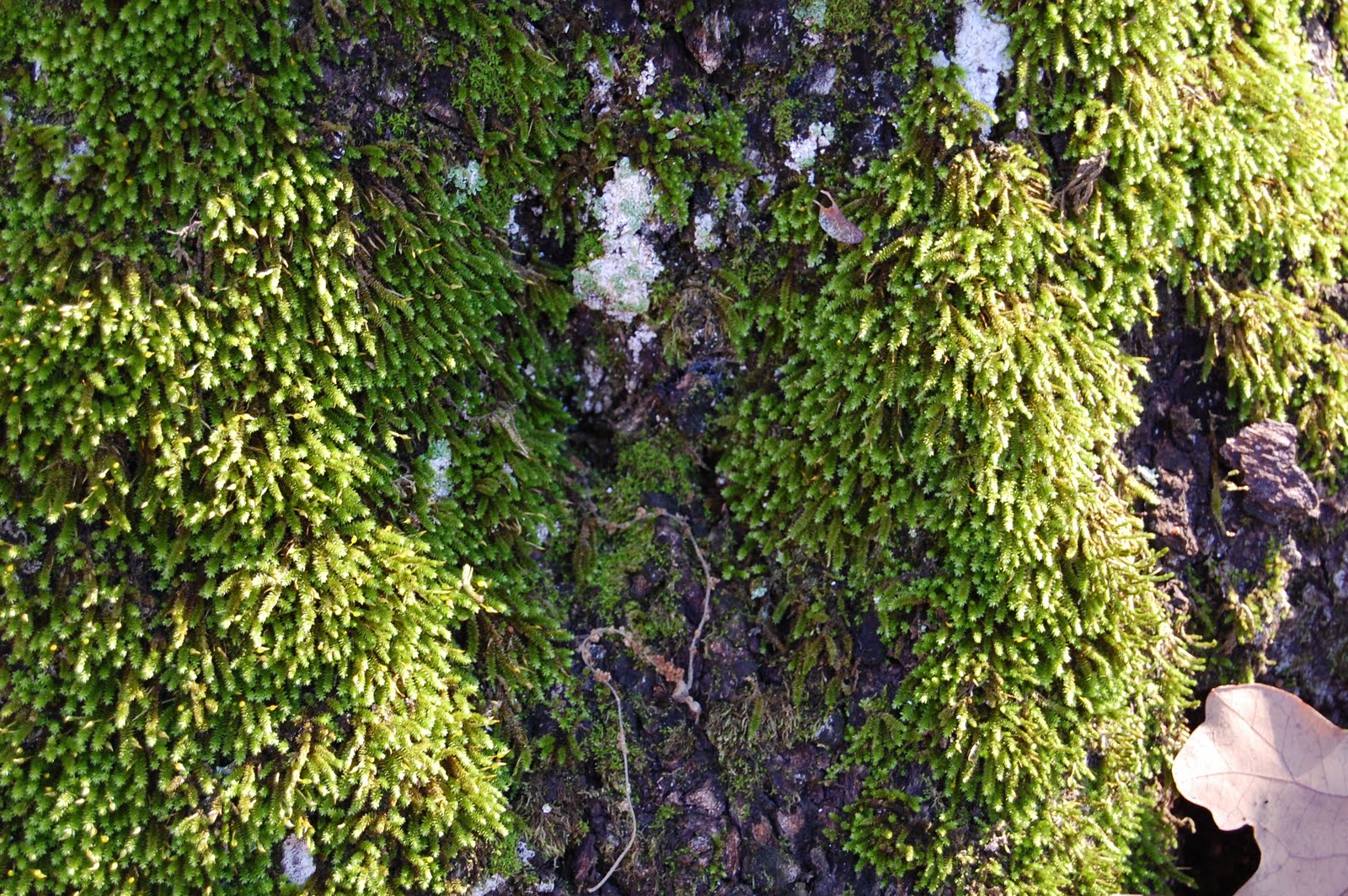 Brenda's "Texas Wild" Garden Fern Moss