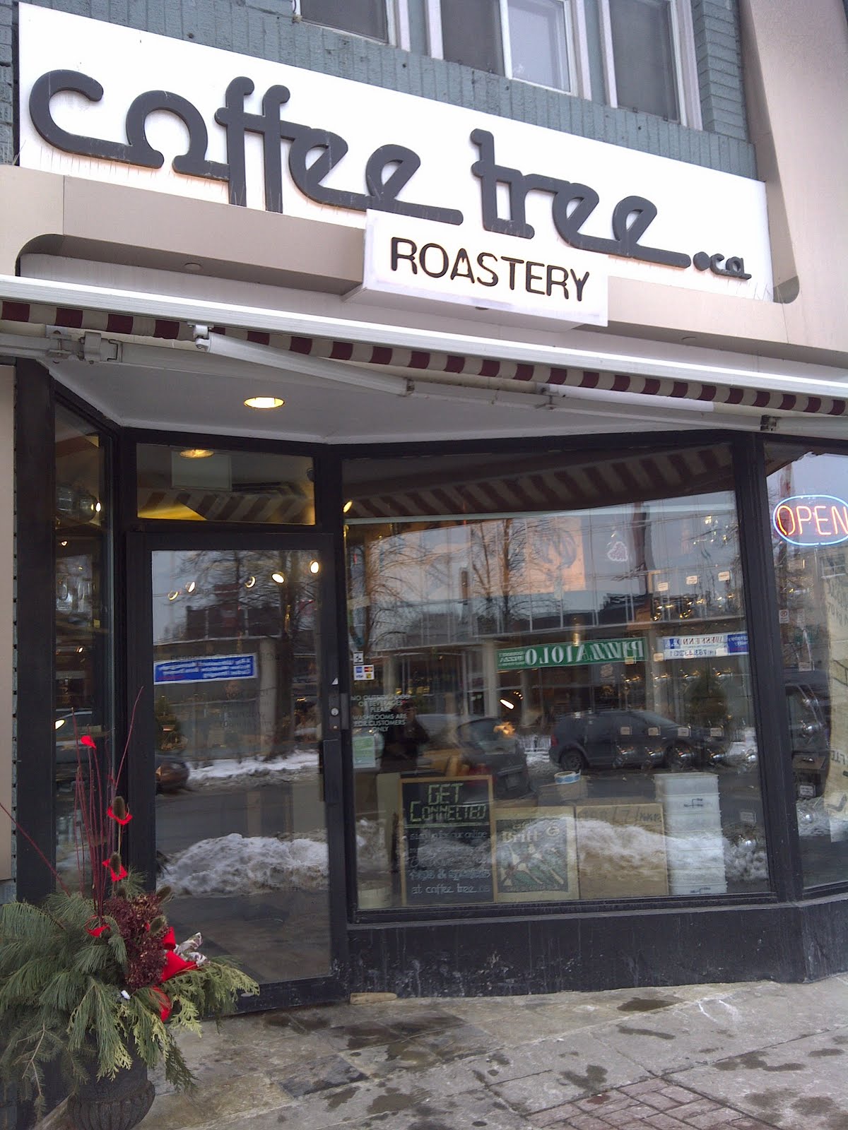 Espresso Adventures First Experience Coffee Tree