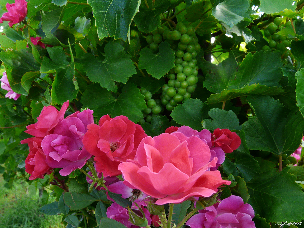 Fredericksburg Texas Culture Blog Wine on the Vine and Roses at Torre