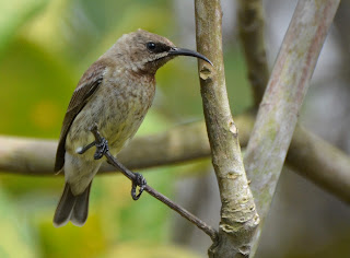 Carmelite Sunbird Female