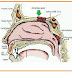PENCIUMAN -KHEMO RESEPTOR thumbnail