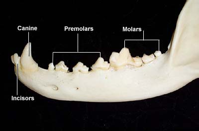 The dog in world: Dental Anatomy of Dogs