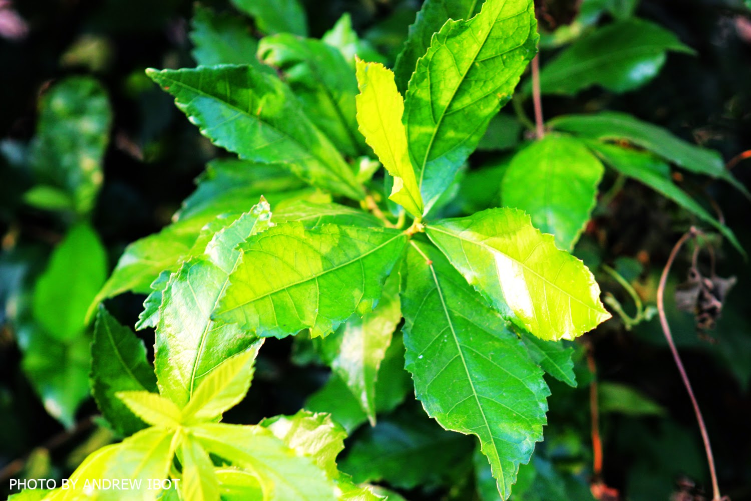 Ako si ANDREW IBOT! Tsaang Gubat