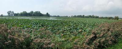 panorama of lotus beds panorama of lotus beds
