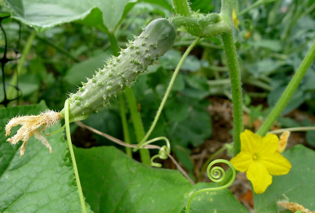 Cucumber growing up a trellis