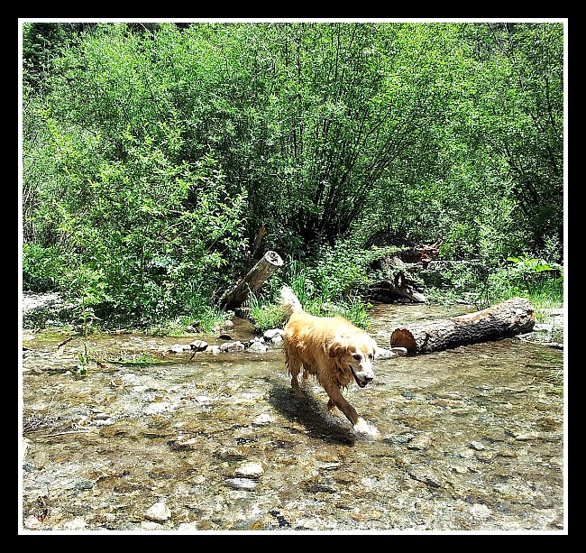 California Girl In Taos Dog Friendly Taos