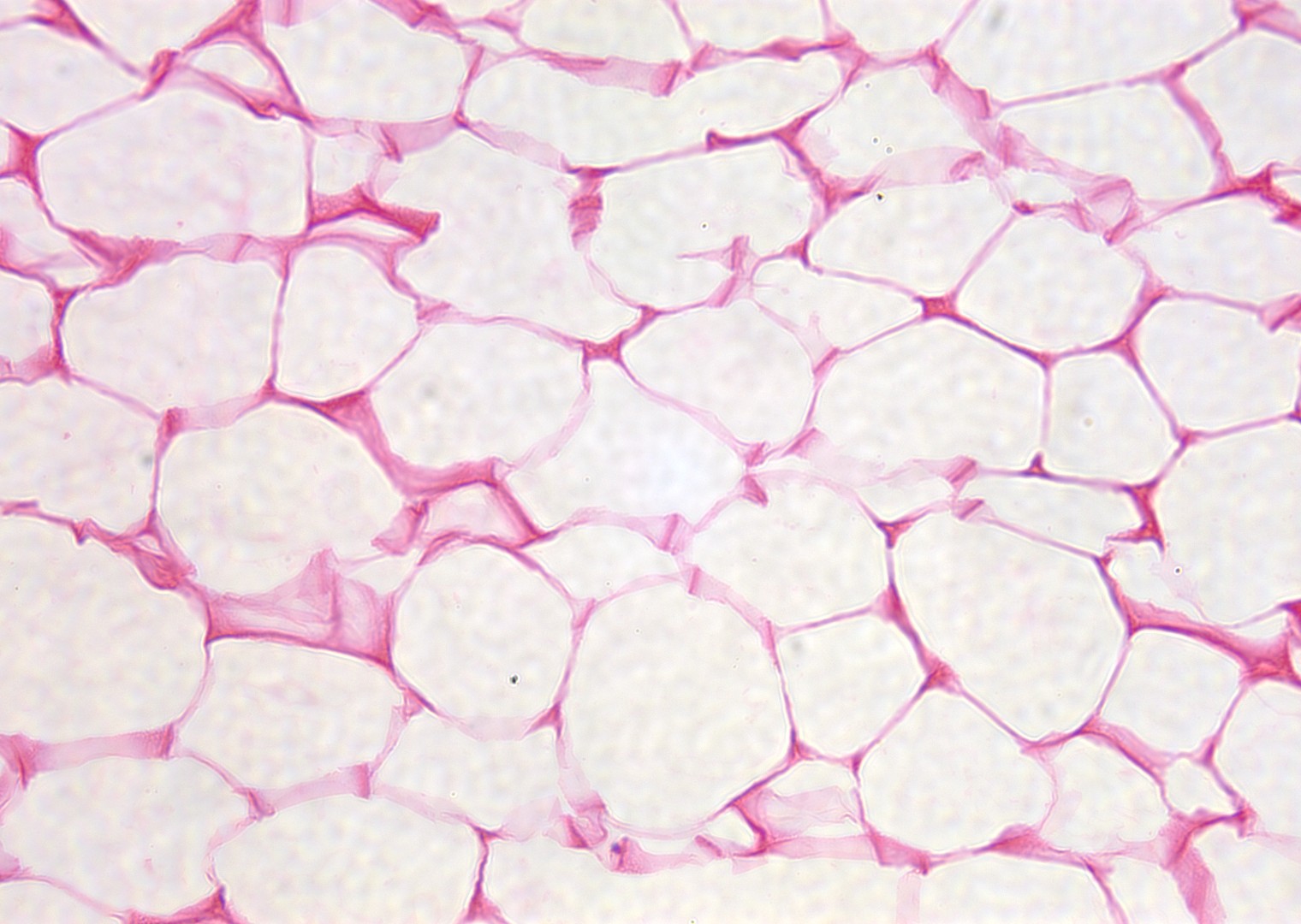 Salisbury's Graduate Histology: Connective Tissue