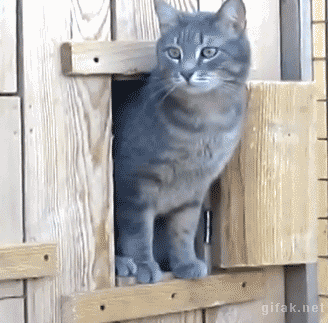 Animated gif of a cat standing half-out of a small door, and then another cat pokes its head out between the first cat's legs