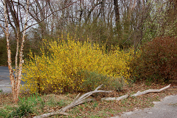 The Forsythia Is Blooming Time To Prune