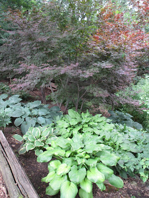 White Swan Properties Blogspot Boxwoods For Ontario Landscapes