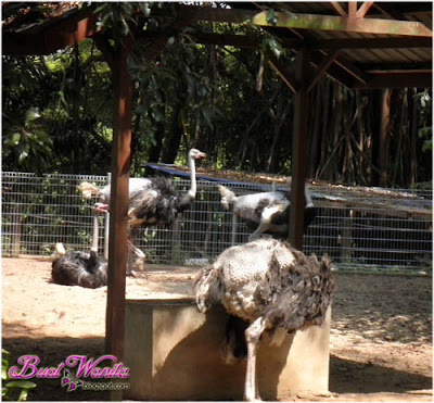 Mini Zoo Taman Teruntum. Tempat menarik dan best di Kuantan Pahang Malaysia