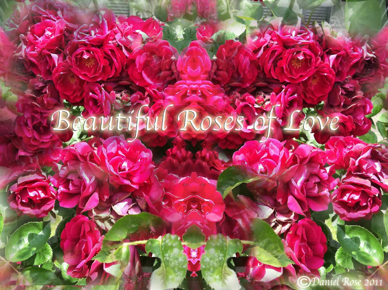 BEAUTIFUL ROSES OF LOVE