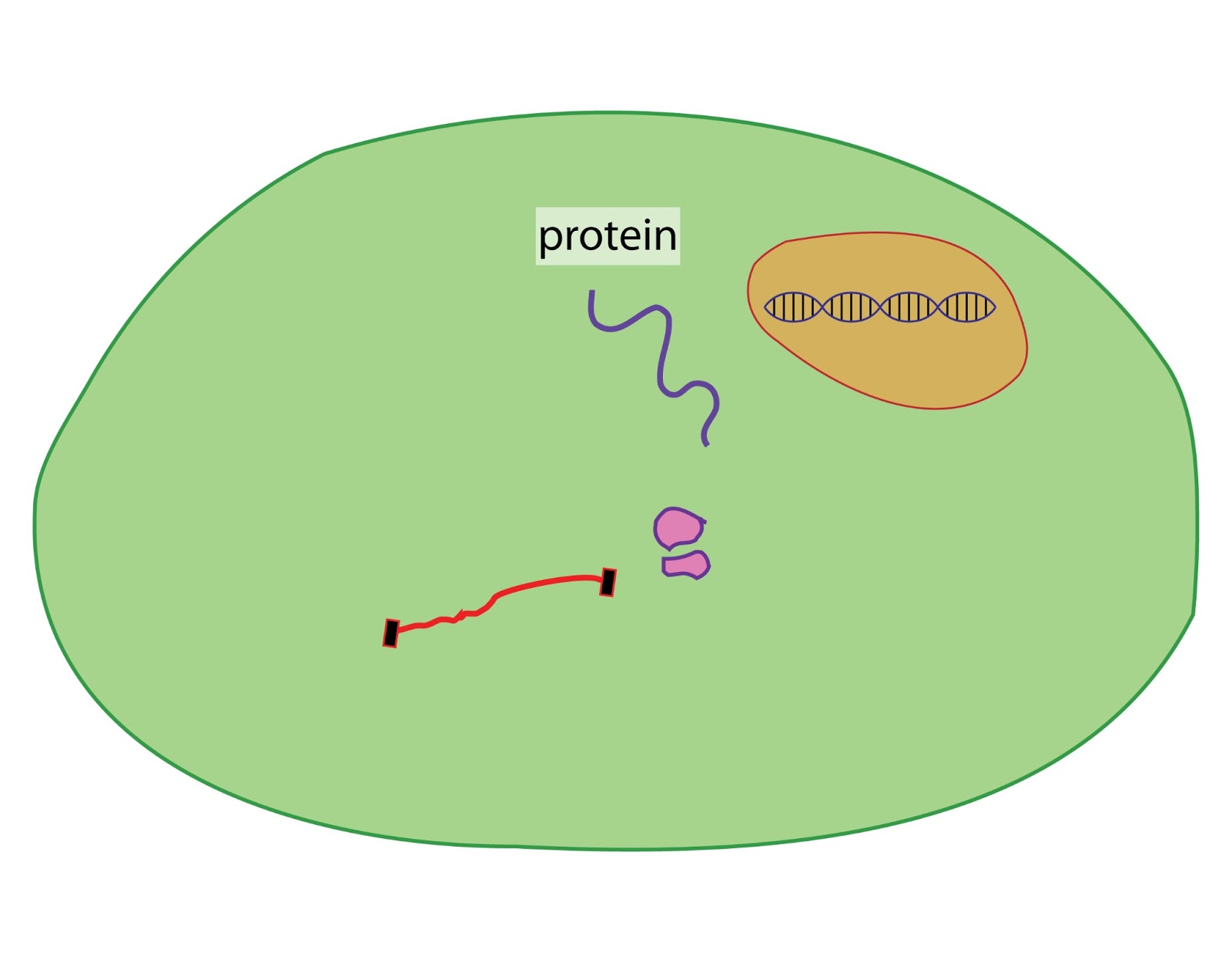 Translation | Structural Biology for the Masses