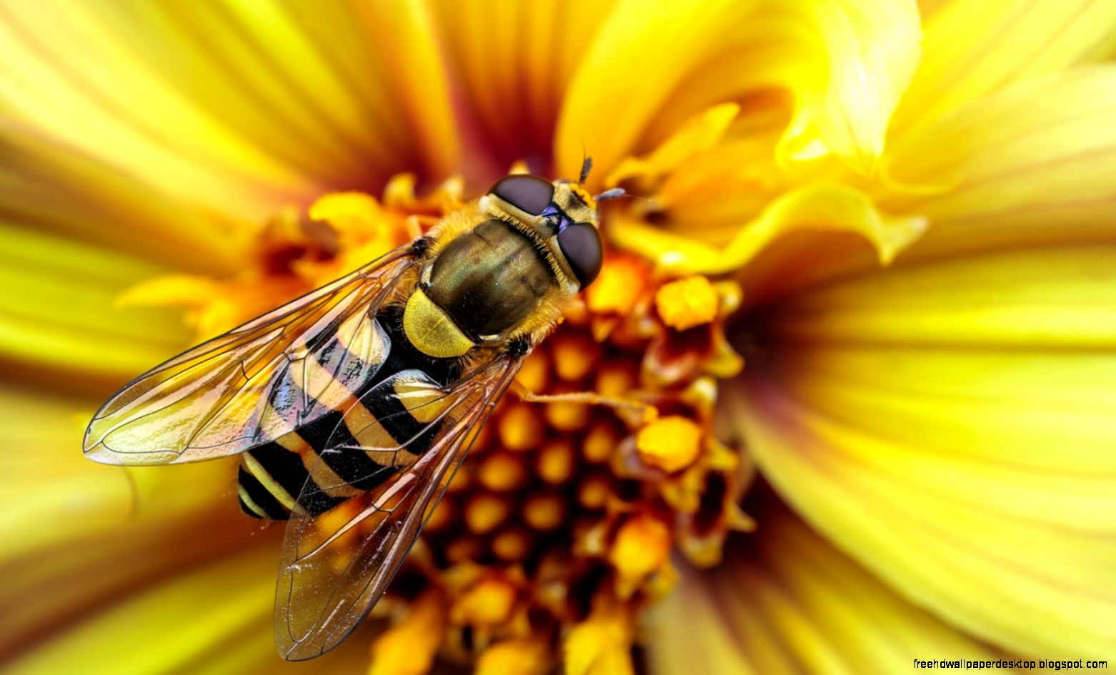 Yellow Wasps Insects Yellow Wasps Insects