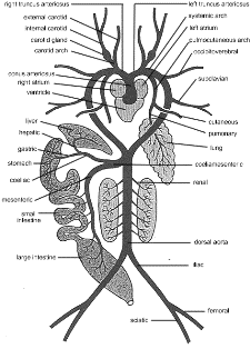 Respiratory System of Frog | Zoology : Biology ~ HSEB all notes and tips