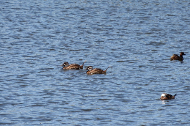 White-headed Ducks - Spain