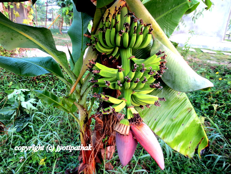 Taste of Nepal Banana Blossom Keraa ko Bungo (केराको बुङ्गो)
