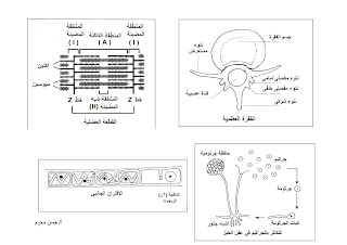 اهم الرسومات فى الاحياء 2015