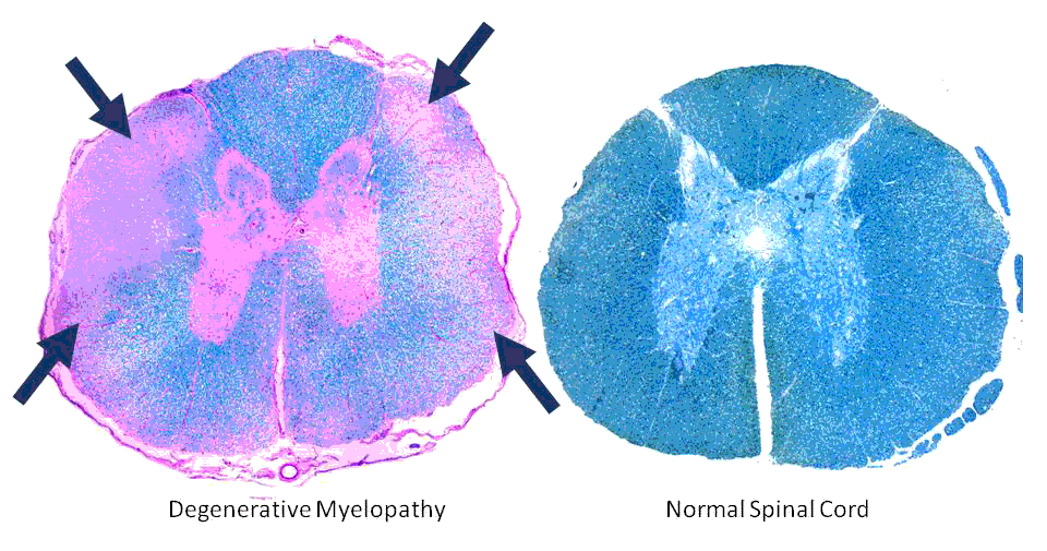 Lap of Love Veterinary Hospice Degenerative Myelopathy in Dogs, by Dr