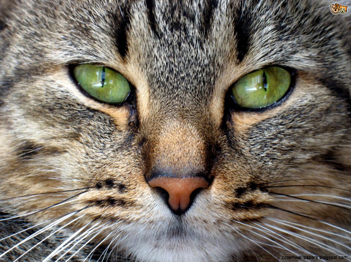 Interesting Facts About a Cat39s Nose Pets4Homes Interesting Facts About a Cat39s Nose Pets4Homes