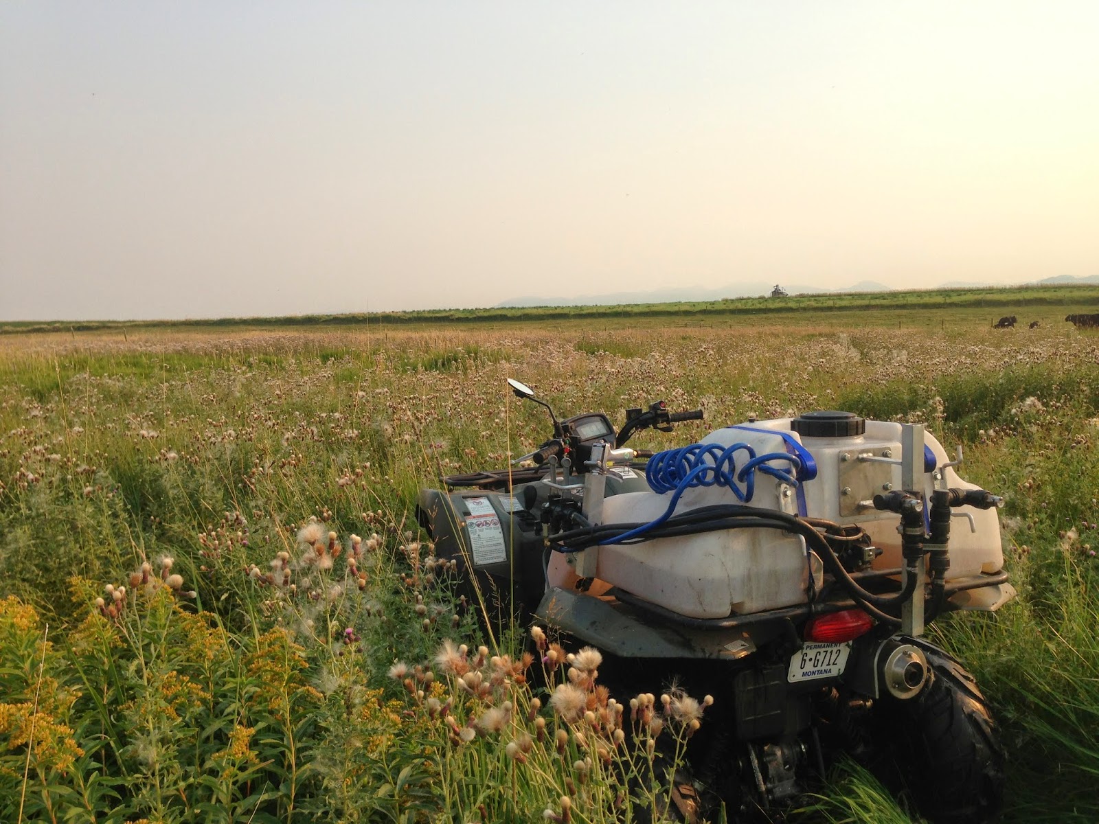 Montana Spraying Company; Weed Control in Bozeman, MT The White Pine