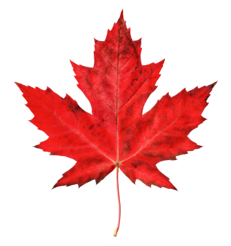 maple leaves notebook