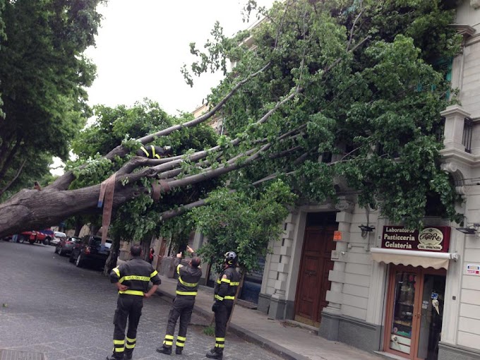 Scirocco - Cade un albero nel centro storico di Messina