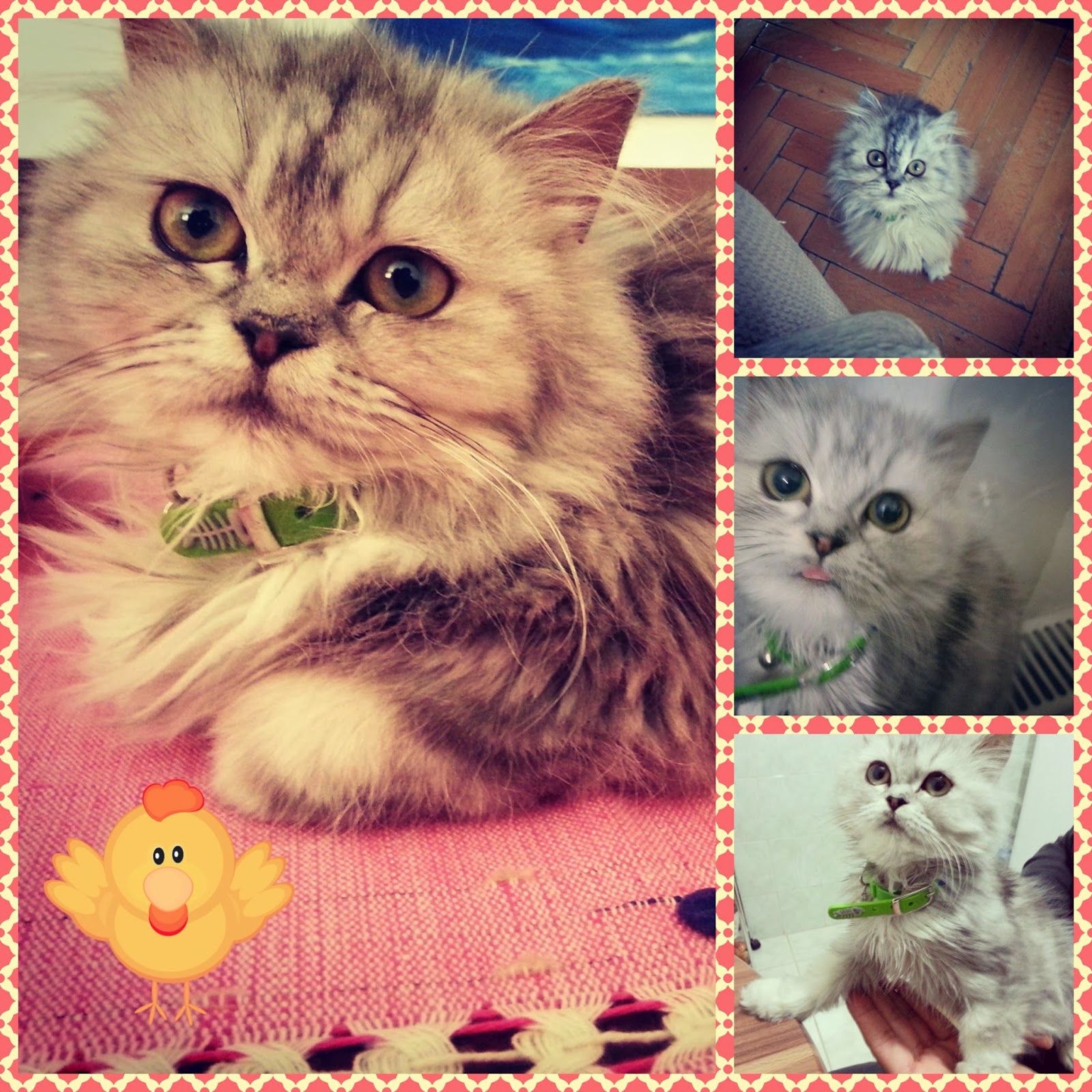 Bir kedi ne düşler yaşıyor Bir kedi ne düşler yaşıyor
