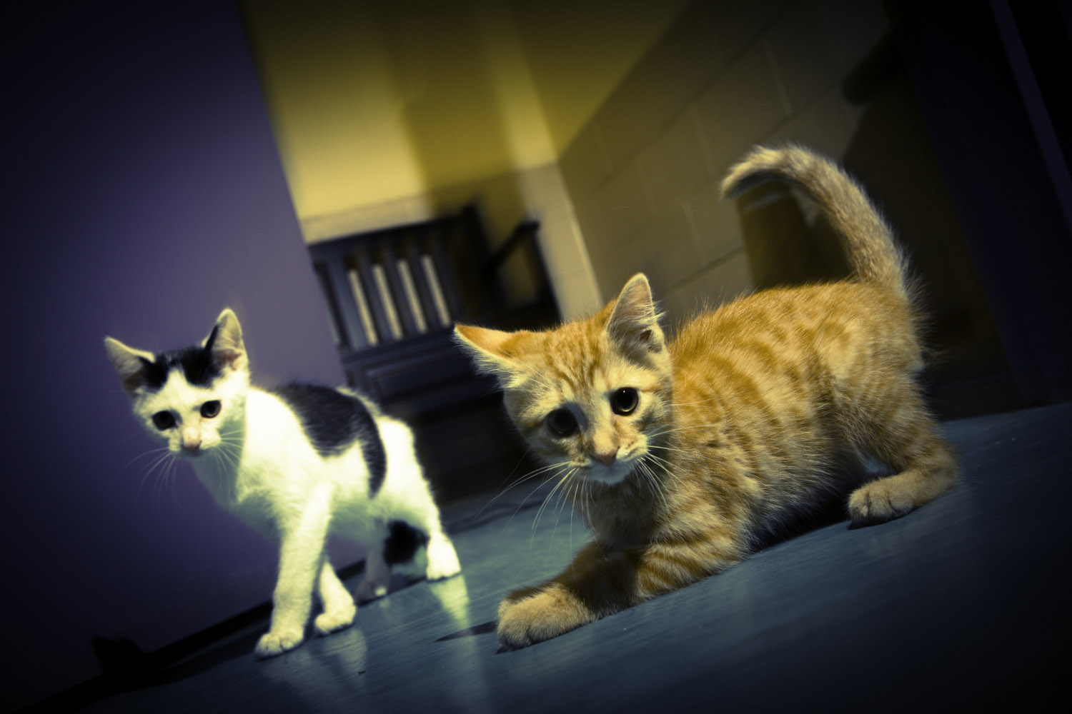 Why 'Kitten Season' is Much More Serious than It Sounds Animal