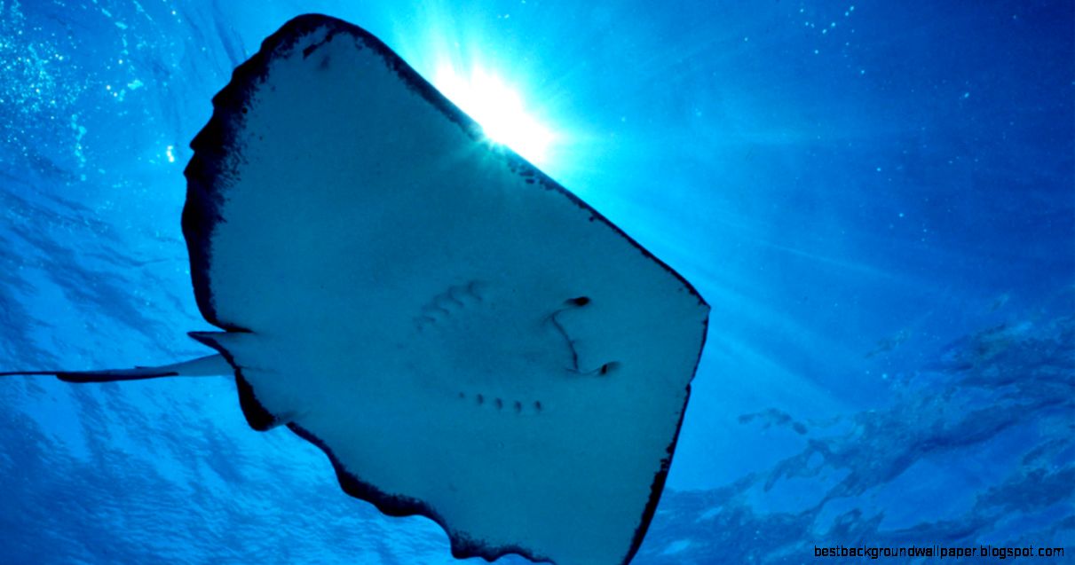 Stingray Pebble Beach Systems Stingray Pebble Beach Systems