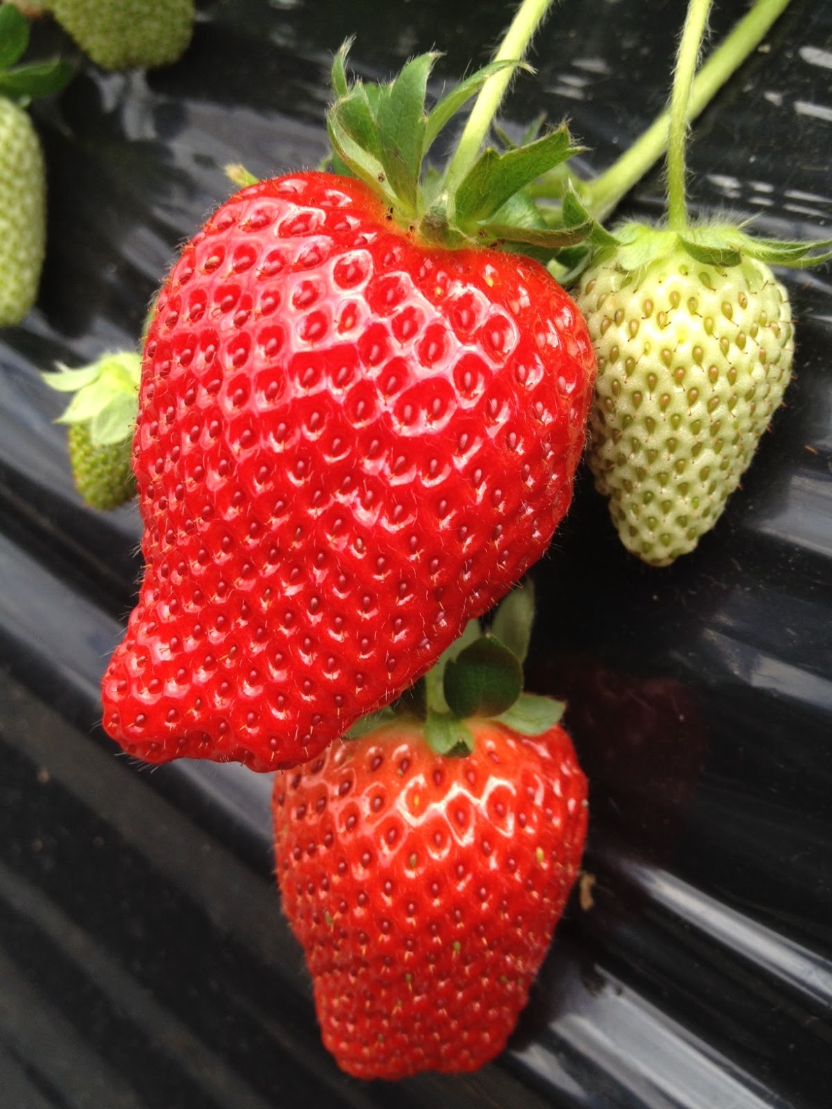Marketing Japan Strawberry Picking Near Tokyo Take a Pictorial