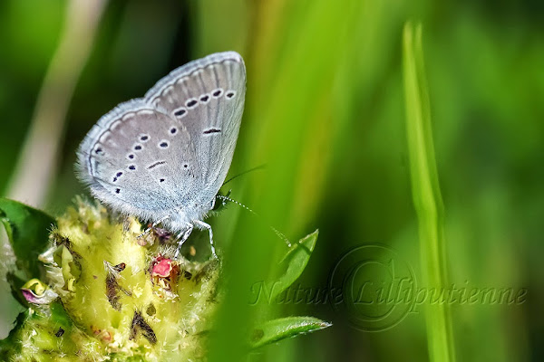 Cupido minimus