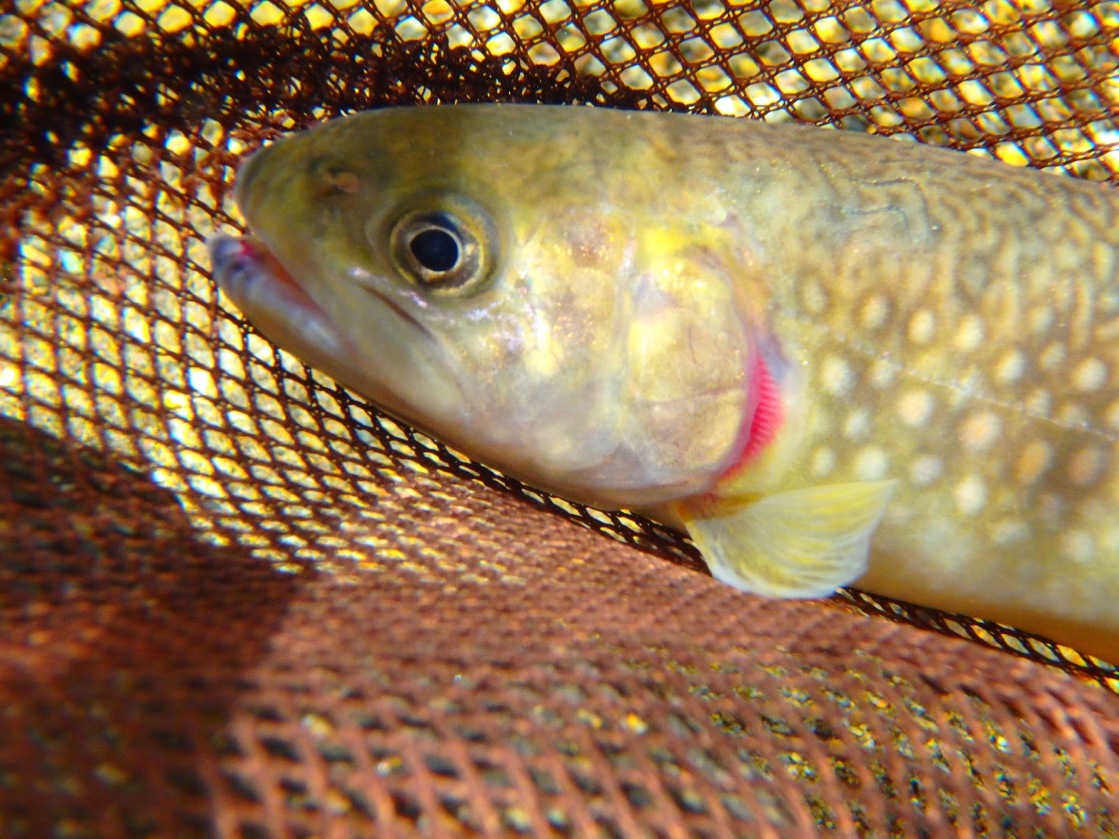 この川をさかのぼり 7月 15