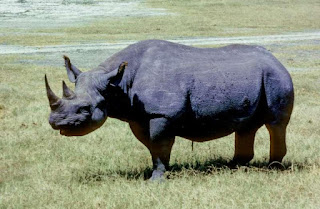 les animaux disparus et menacés: le rhinocéros noir