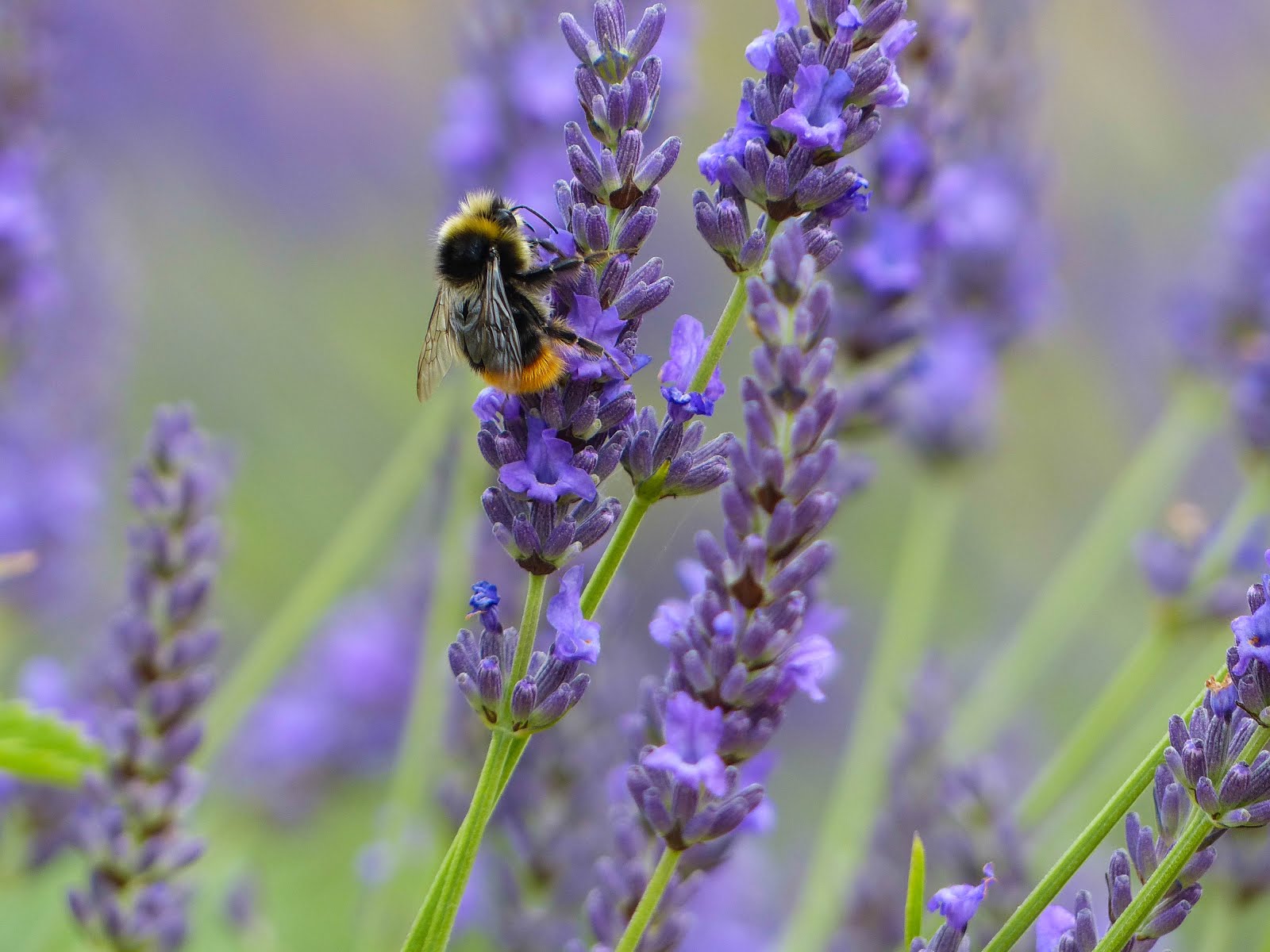 Red-tailed Bumblebee