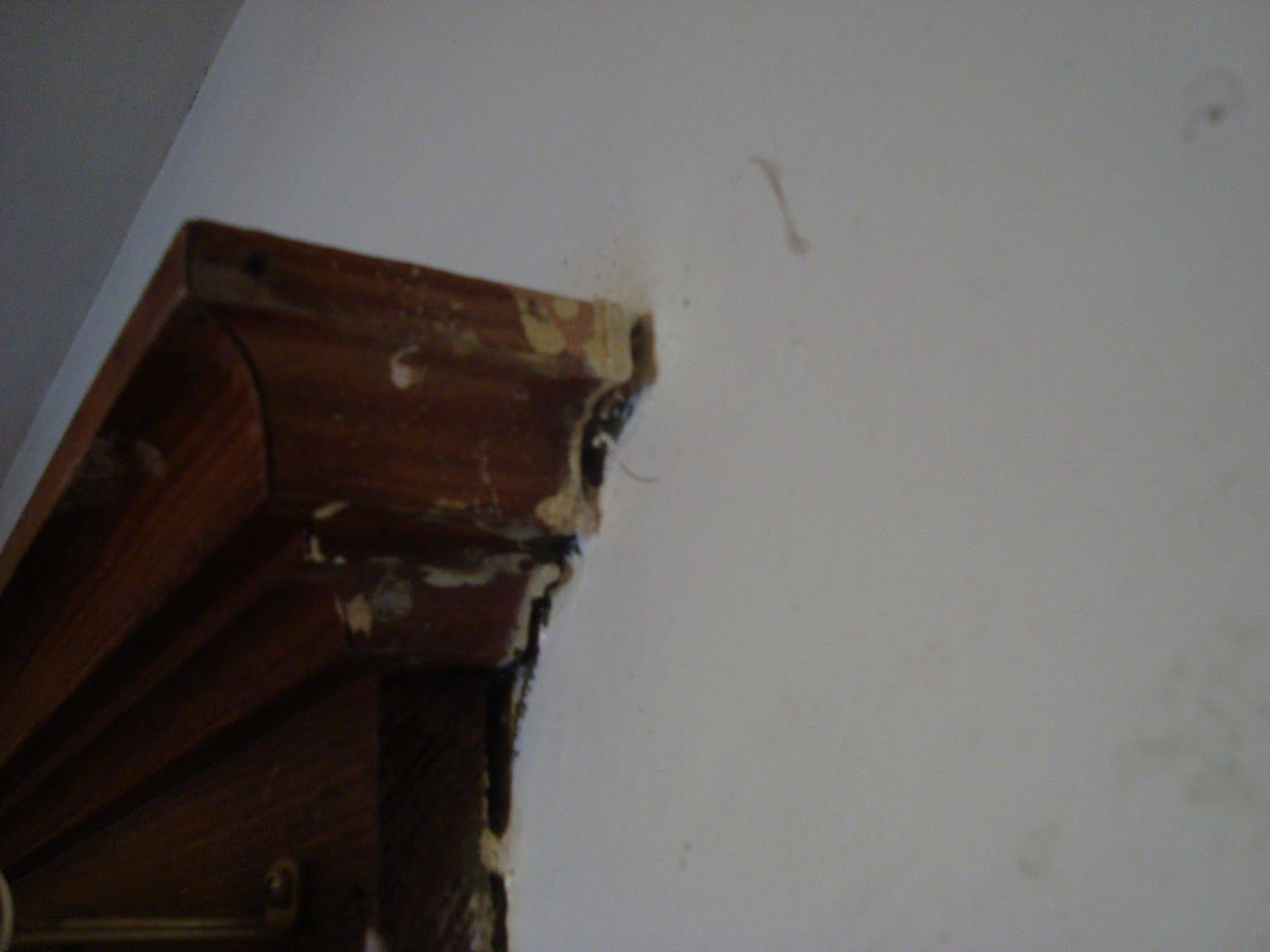 Lady of Whimsy Remove paint splatter from wood trim AFTER IT DRIES!!