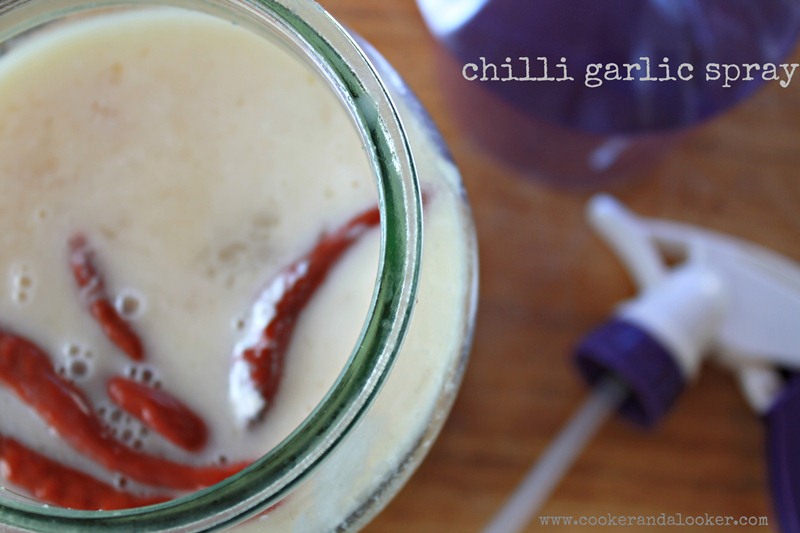 Keeping bugs from your garden the natural way Veggie Mama