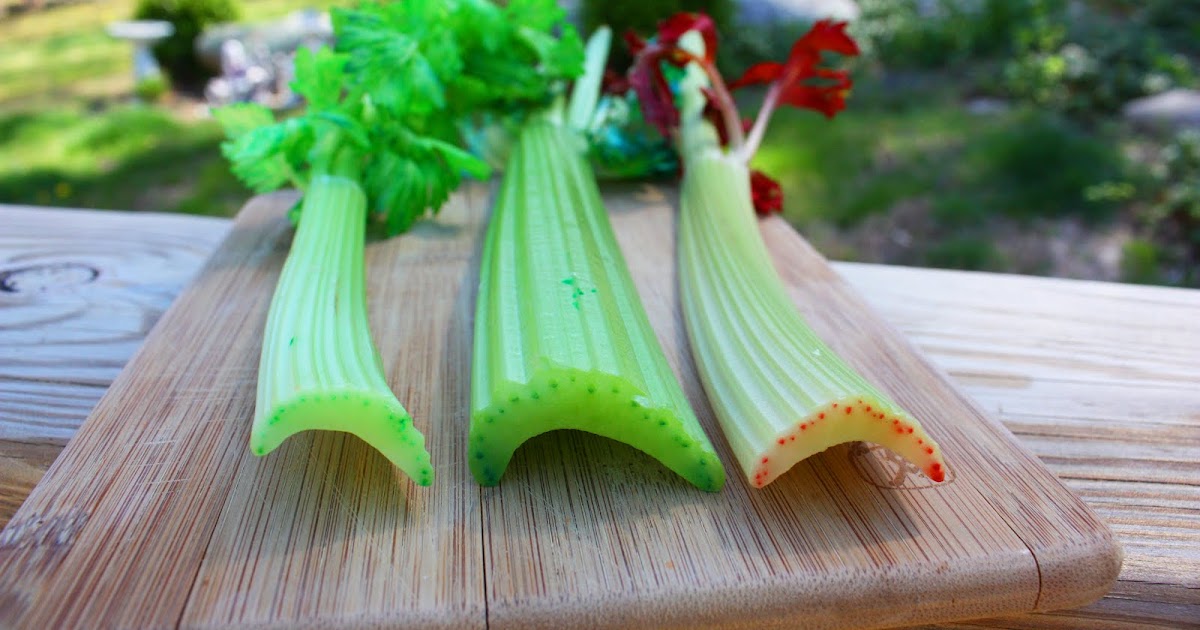 ThinkSmall: Transpiration Inspiration - Another Great Celery Experiment