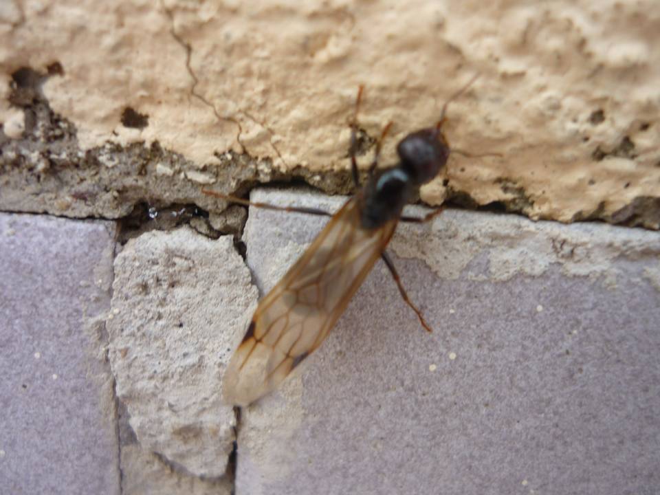 Darwineando ¿Hormigas con alas?
