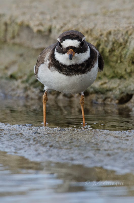 Chorlitejo grande, Charadrius hiaticula, Great Ringed Plover Chorlitejo grande, Charadrius hiaticula, Great Ringed Plover
