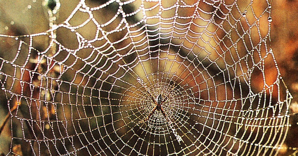 Discovering Something New ongoing learning Spider s Strong as Steel