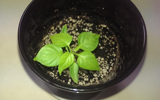 20141113-habanero02.png