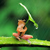 Fotografi Foto Macro Katak dan Fakta Unik Tentang Katak