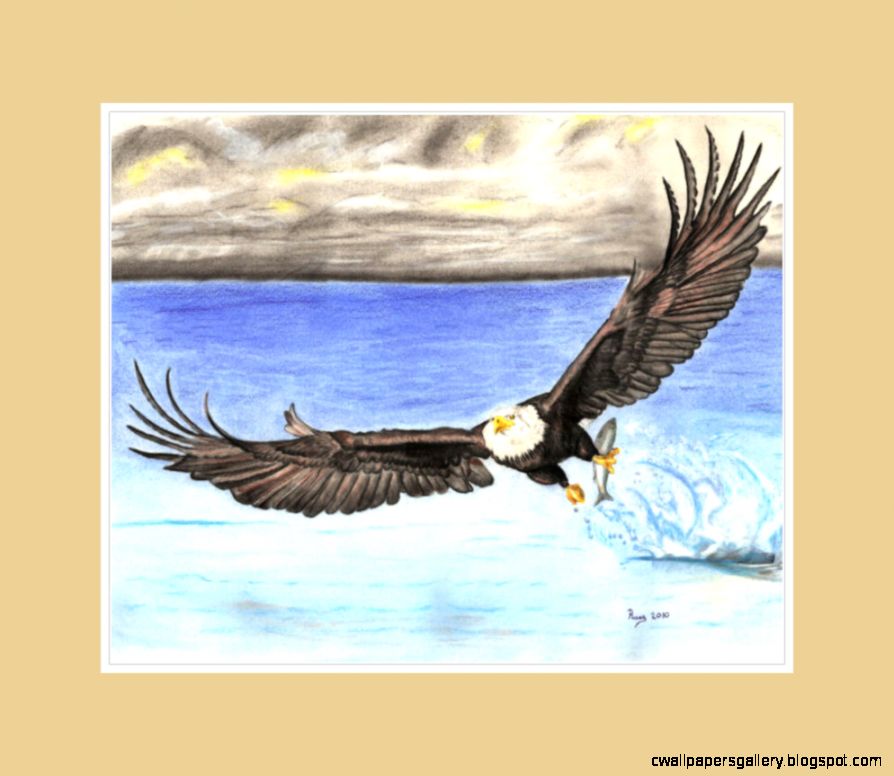Eagle Drawings In Color