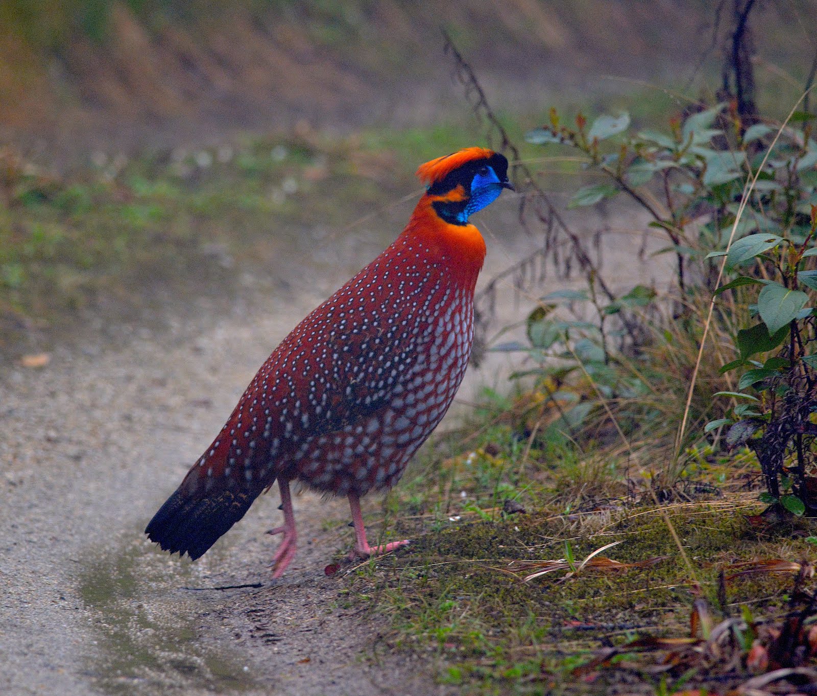 Temminck's Tragopan, Eaglenest Wildlife Sanctuary