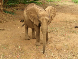 " Charlie " the 6 year old elephant in " U. W. E.. C( Uganda wildlife education centre)  Zoo .