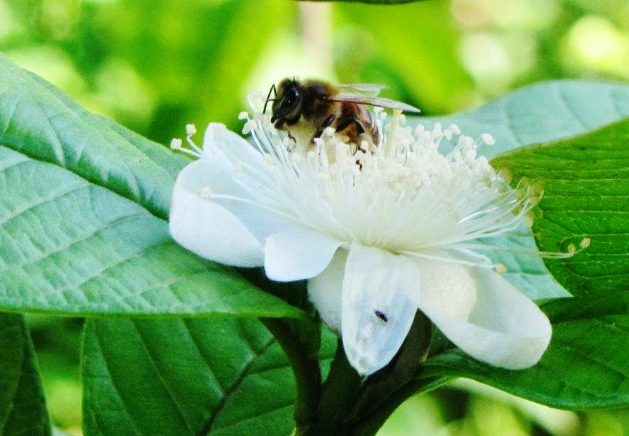 The Happy Hippy Photo Gallery 4 Local Flora