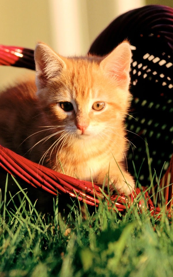 Orange Kitten In A Basket Android Wallpaper