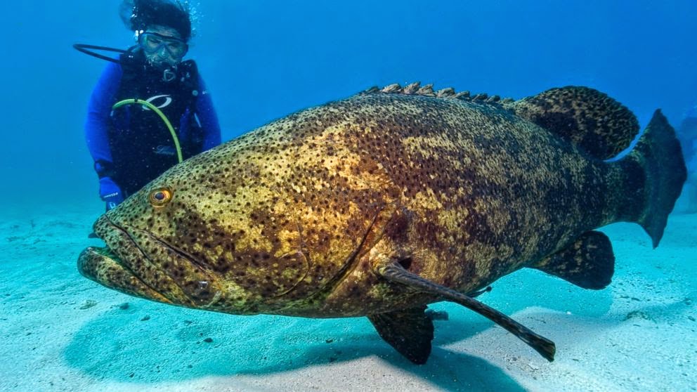 Sundry Today: Watch Goliath Grouper Snatch Shark In Single Bite